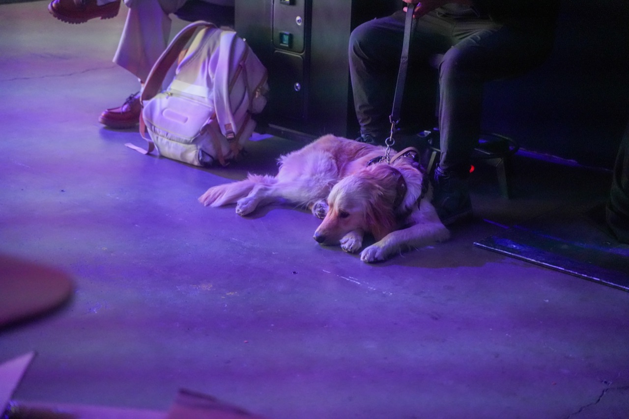 Service dog resting under a chair during the Startup Arena pitches